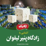 پنیر لیقوان مال کجاست ؟ 7 نکته جالب پایتخت پنیر ایران